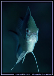 Face to face with this little Damsel Fish... Que du Bonhe... by Michel Lonfat 